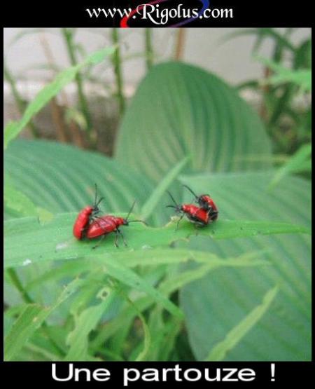 la vie d'un insecte et oui sa existe